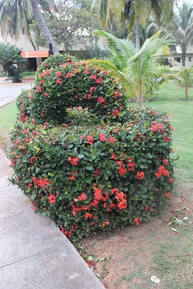 芙蓉盆景养殖技术_芙蓉养殖盆景技术视频_芙蓉养殖盆景技术要求