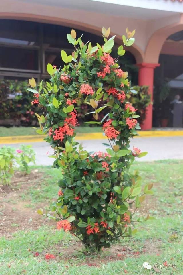 芙蓉养殖盆景技术视频_芙蓉盆景养殖技术_芙蓉养殖盆景技术要求