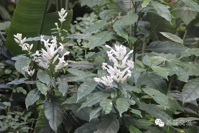 芙蓉盆景养殖技术_芙蓉养殖盆景技术视频_芙蓉养殖盆景技术要求