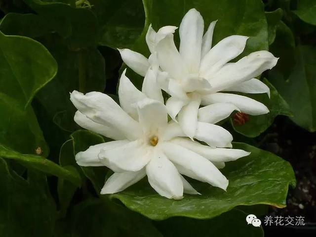 芙蓉养殖盆景技术视频_芙蓉盆景养殖技术_芙蓉养殖盆景技术要求