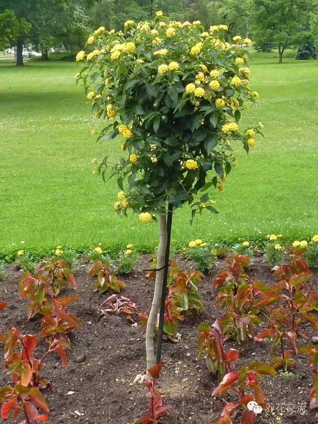 芙蓉盆景养殖技术_芙蓉养殖盆景技术要求_芙蓉养殖盆景技术视频