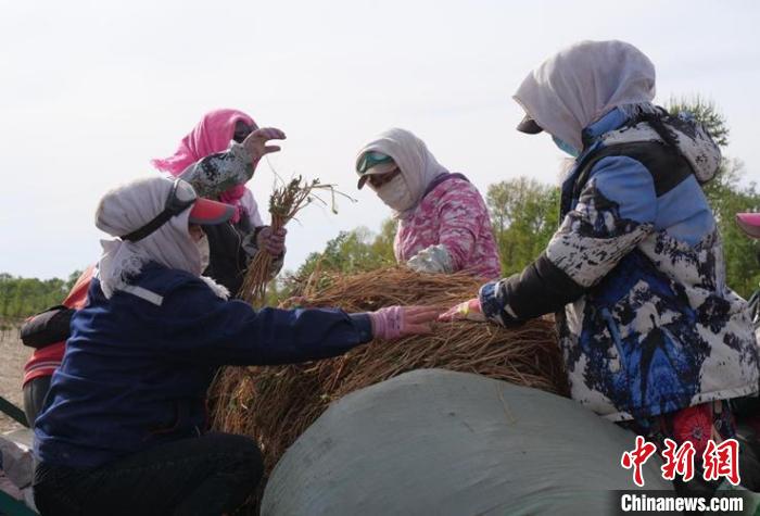 黄芪种植技术及亩收益视频_种植黄芪致富视频_黄芪种植技术视频