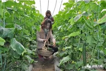 冬季黄瓜种植技术视频_冬季黄瓜育苗技术_冬天黄瓜种植技术视频