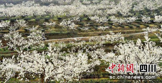 成片的李花。刘波 摄