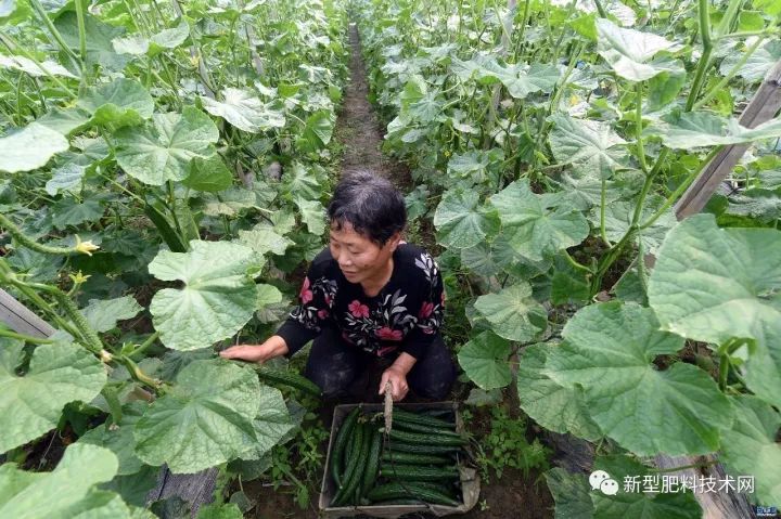 越冬茬大棚黄瓜种植管理技术要点！（附：大棚黄瓜“十看”视频 ）