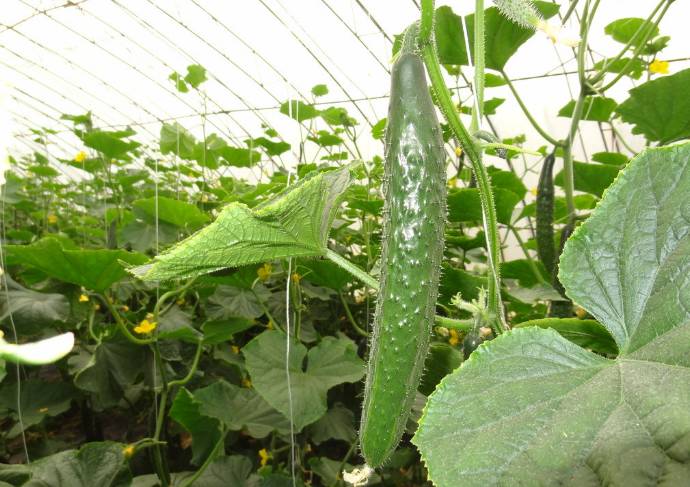 冬季黄瓜种植技术视频_冬季黄瓜苗期温度管理_黄瓜冬天能种吗