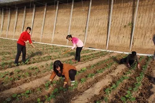 冬季黄瓜种植技术视频_冬季黄瓜苗期温度管理_黄瓜冬天能种吗