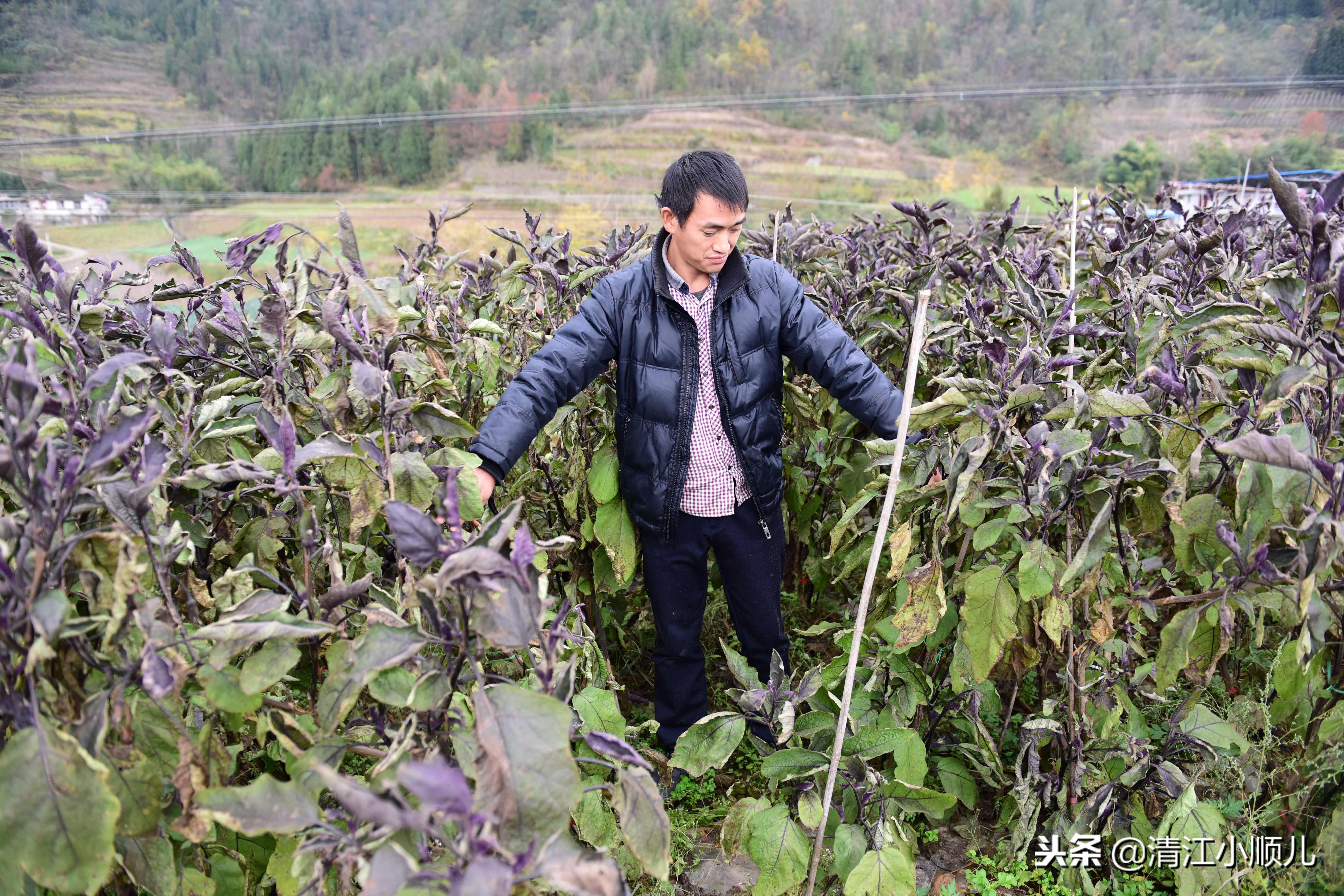 几个有前景的农村种植致富项目_小型农村种植致富_农村小型致富项目