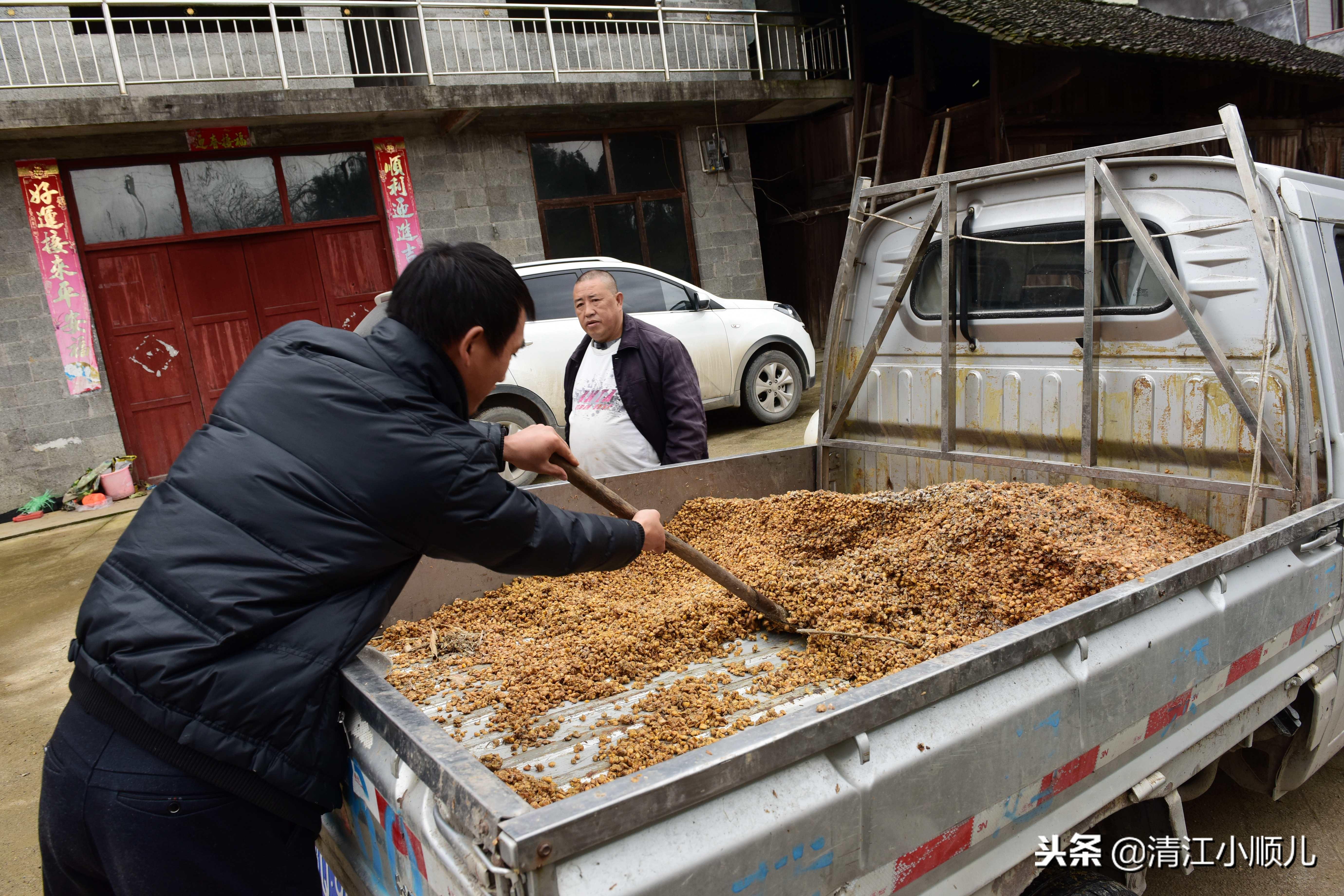 几个有前景的农村种植致富项目_农村小型致富项目_小型农村种植致富