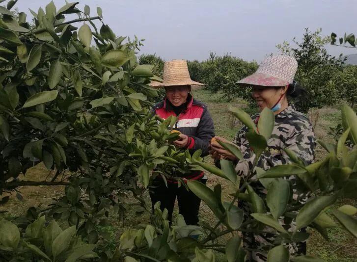 江西吉安养蛇基地_吉安养蛇 致富经_江西省吉安致富经养牛