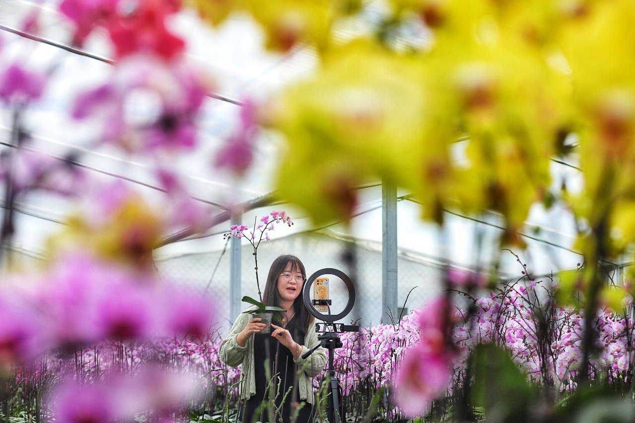 江苏宿迁：蝴蝶兰开出“致富花”