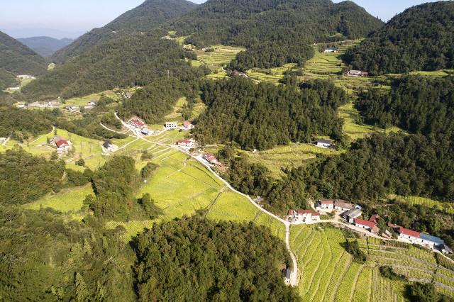 农村小型致富项目_致富小型种植农村农业项目_小型农村种植致富