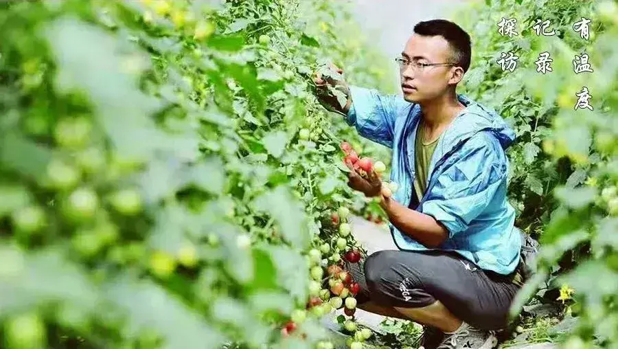 被“致富经”忽悠养殖野鸡，没想到失败以后反而成了番茄大王