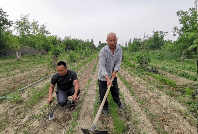 沙雅县：“辣椒+小茴香”VS棉花，特色种植让收入不止翻一番