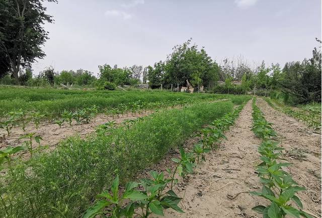 小茴香种植技术_种植茴香技术小结_种植茴香技术小结怎么写