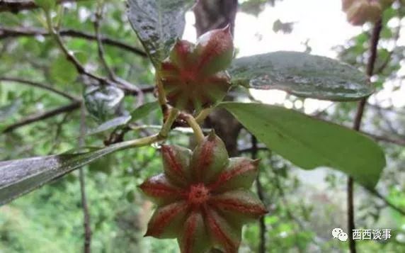 茴香的种植与管理，你知道多少？我来教你几点