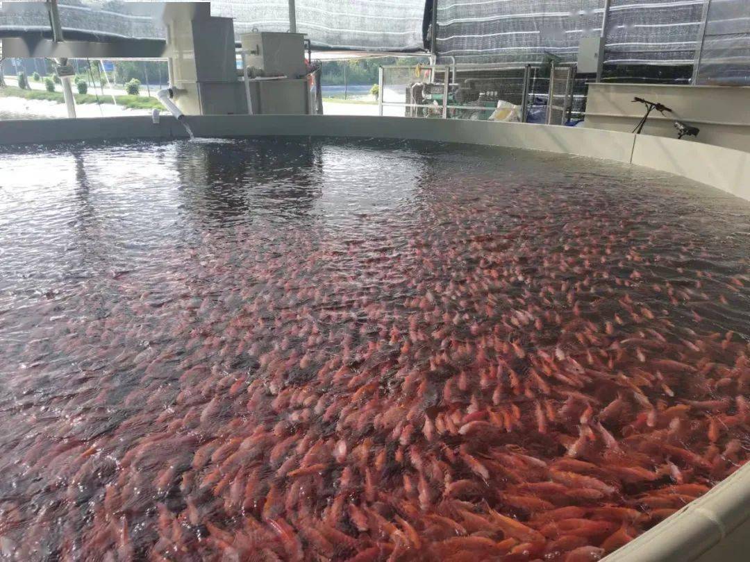 水产养殖致富设备_高效水产养殖设备_水产养殖致富项目