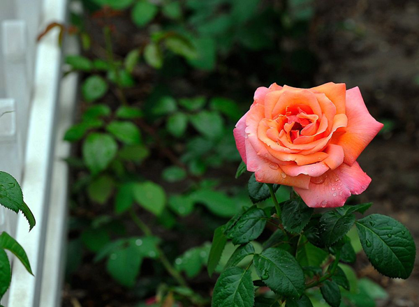 如何养好月季花？月季栽培管理技术要点