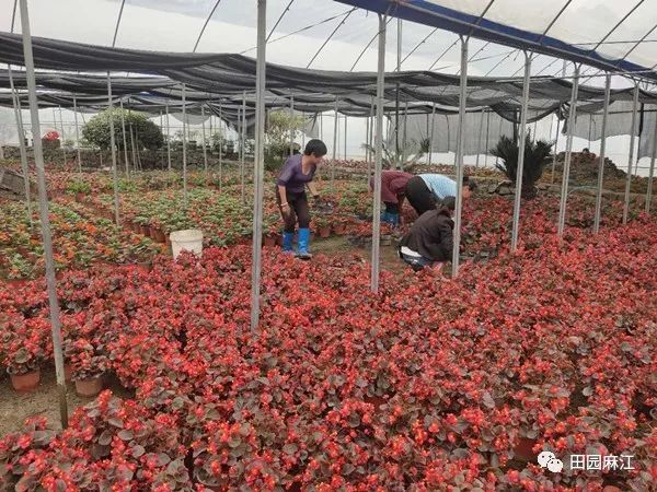 谷羊村：发展苗木花卉种植  带领村民增收致富