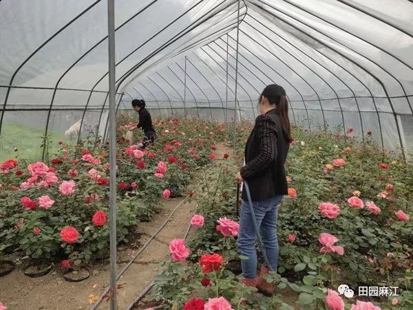 种植花卉村民致富_农村种植花卉的销路_花卉致富村民种植视频