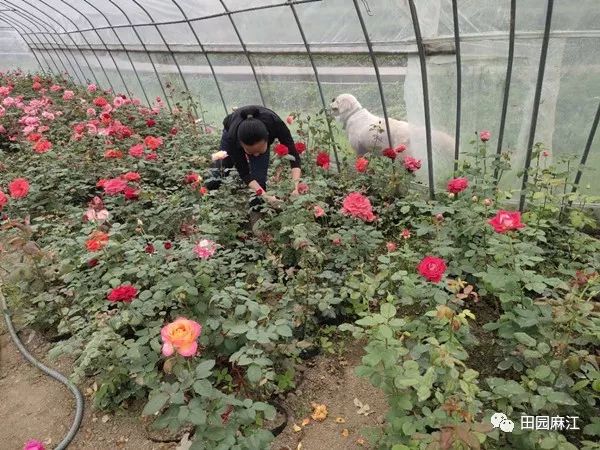 种植花卉村民致富_花卉致富村民种植视频_农村种植花卉的销路