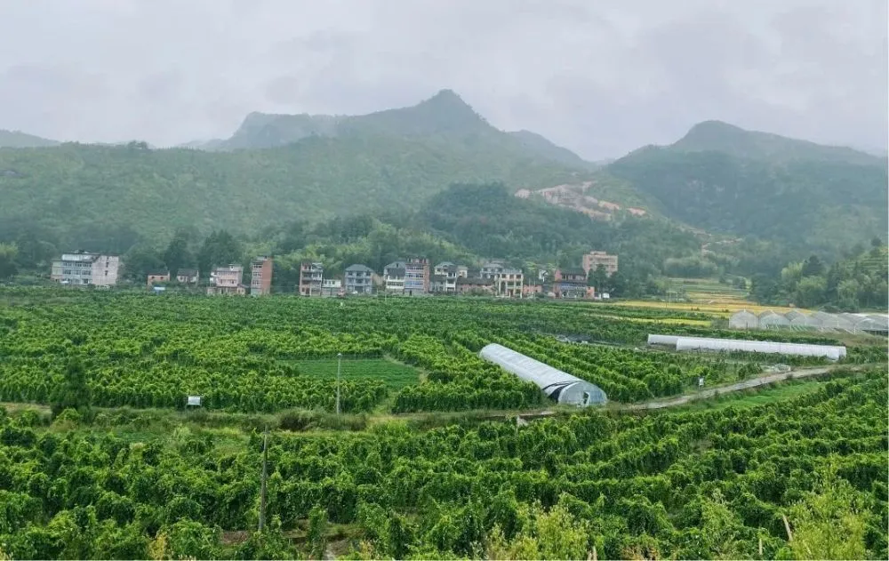 运城山药种植合作社_运城山药种植致富_山西运城山药种植一亩田