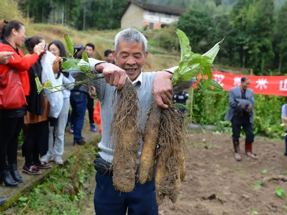 山西运城山药种植一亩田_运城山药种植致富_运城山药种植合作社