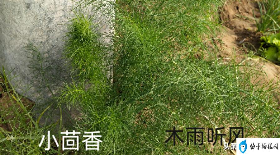 种植茴香技术小结_种植茴香技术小结报告_小茴香种植技术