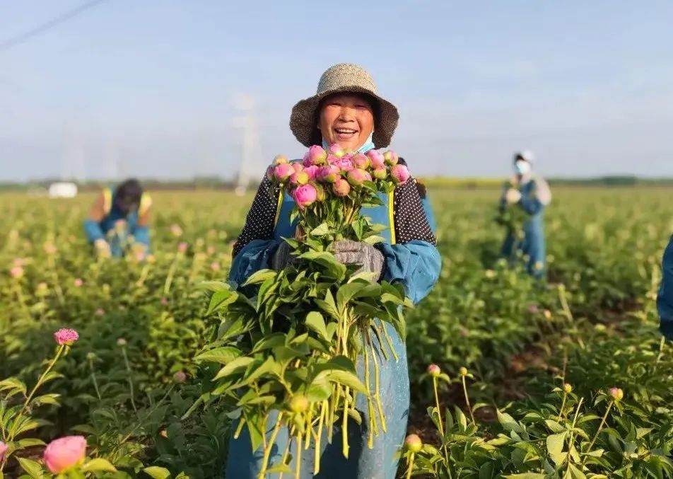 牡丹种植致富视频_牡丹种植视频教程_牡丹种植技术视频教程