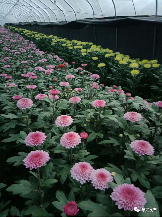 农村种植花卉的销路_种植花卉村民致富_种花致富经