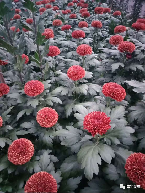 种植花卉村民致富_农村种植花卉的销路_种花致富经