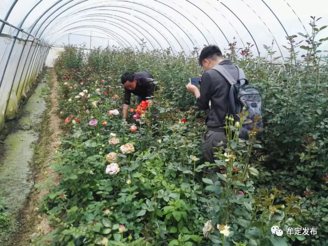 种植花卉村民致富_种花致富经_农村种植花卉的销路