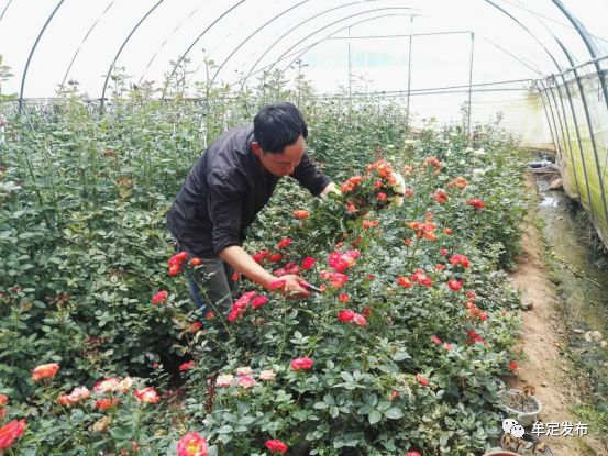 农村种植花卉的销路_种花致富经_种植花卉村民致富