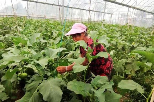 致富茄子种植技术视频_致富经种植茄子_致富经茄子种植视频