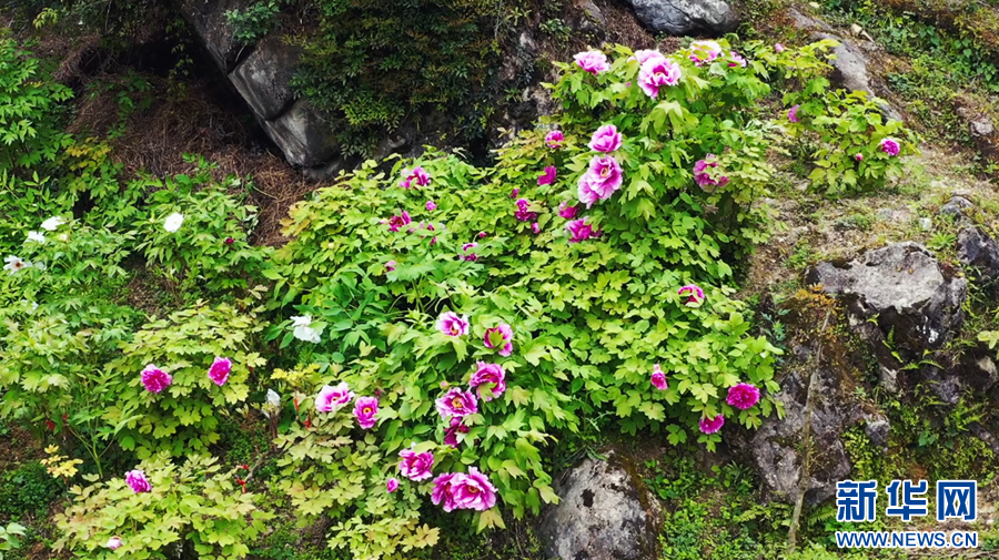 牡丹种植致富视频_牡丹的种植视频_牡丹花种植技术视频