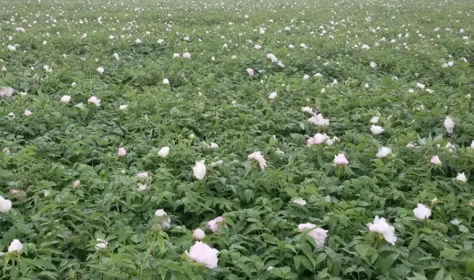 牡丹栽培技术视频_牡丹种植视频教程_牡丹种植致富视频