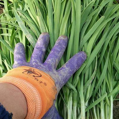 韭菜种植技术和时间_韭菜的种植技术_大棚韭菜种植技术