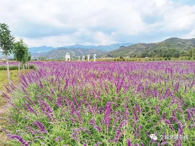 花卉致富村民种植视频_种植花卉村民致富_农村种植花卉的销路