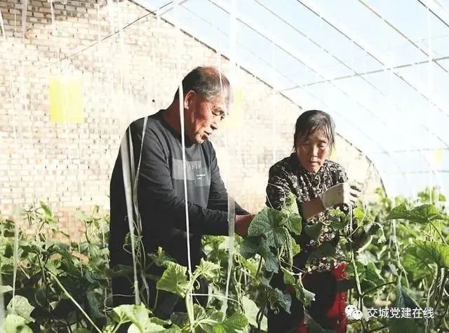 花卉致富村民种植视频_种植花卉村民致富_农村种植花卉的销路