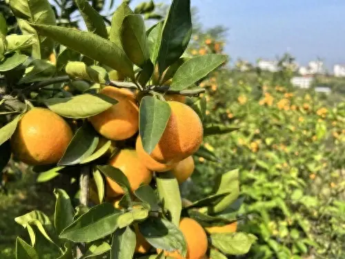 乡村振兴|发展柑橘种植25年，九里村家家户户种植走上致富路