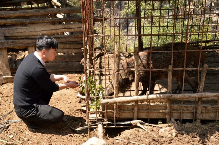 养殖野猪赚钱吗_致富经养野猪跟土猪_致富经野猪养殖视频