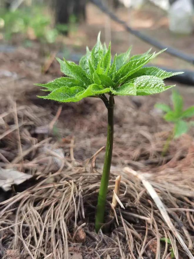 三七药材种植技术_药材种植三七技术视频_三七药材怎么种植