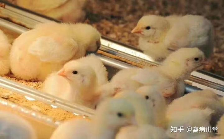 养鸡技术「环丙沙星在养鸡中的效果极好」很多鸡场还在用