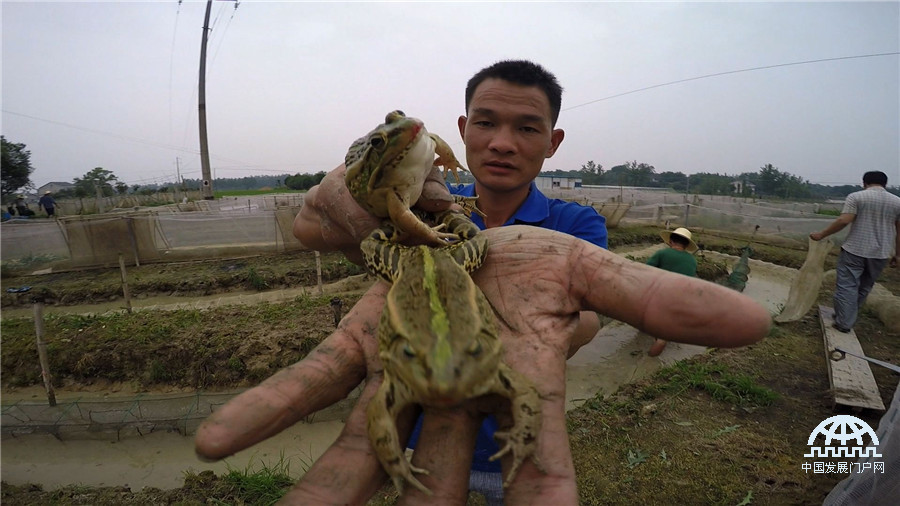 中央7致富经养殖青蛙_中央7致富经养殖青蛙_中央7致富经养殖青蛙