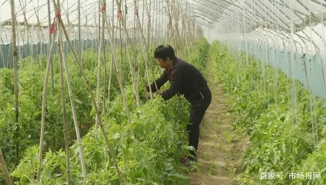 致富茄子种植视频_致富经种植茄子_致富经茄子种植视频