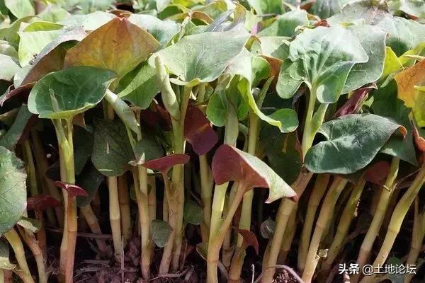 5种适合人工种植的野菜，好种前景好利润高