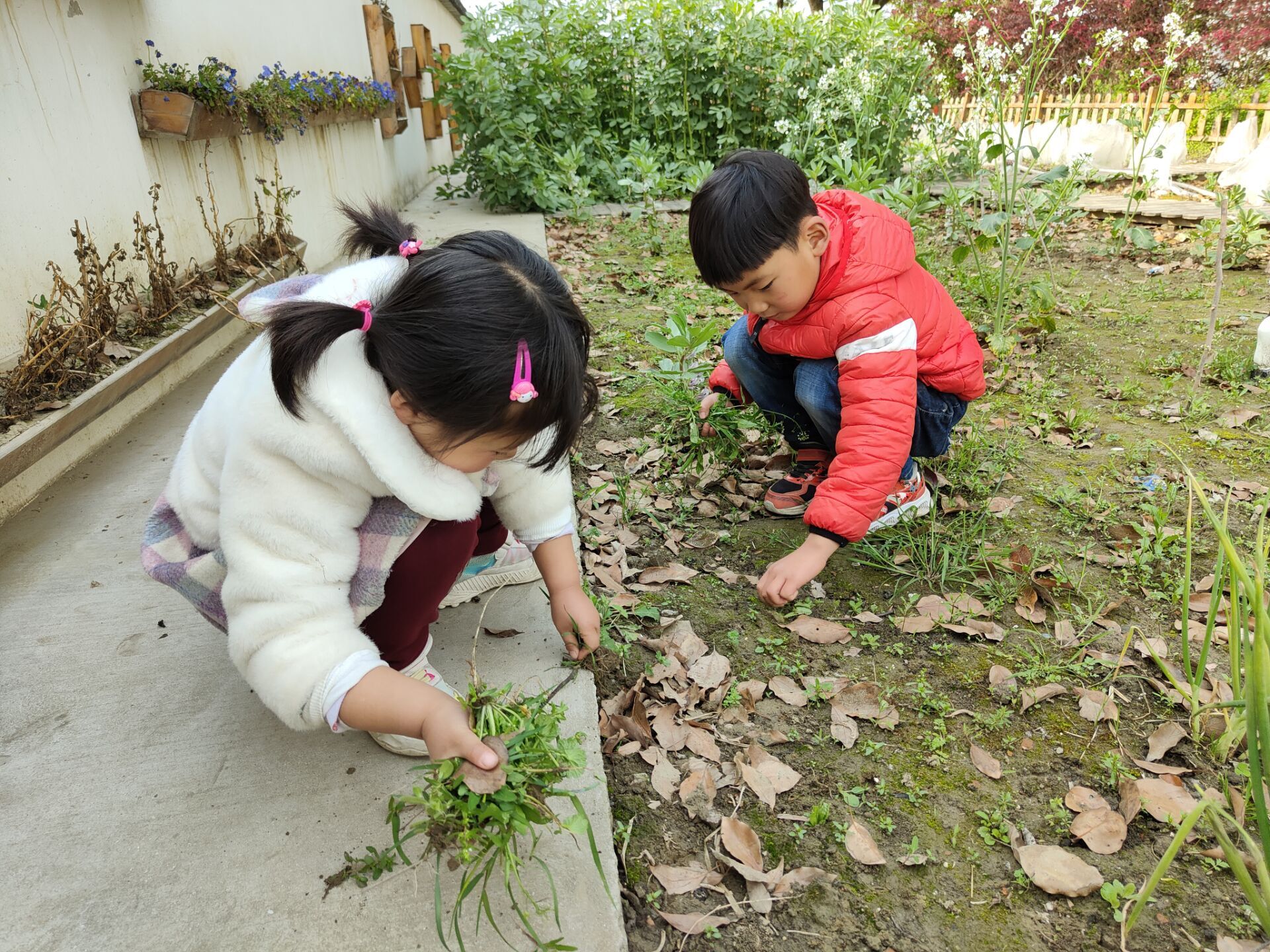 向日葵种植大全技术图解_向日葵种植技术要点_向日葵种植技术大全