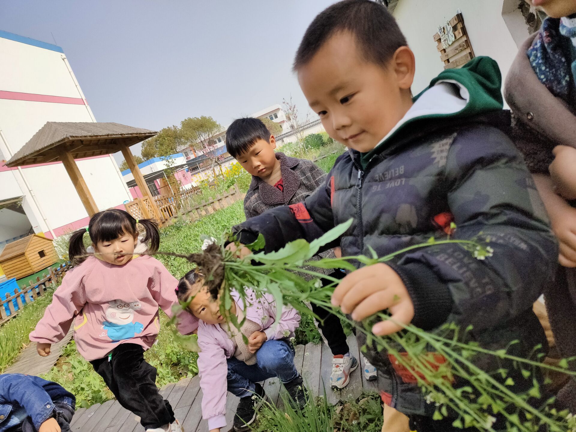 向日葵种植大全技术图解_向日葵种植技术要点_向日葵种植技术大全