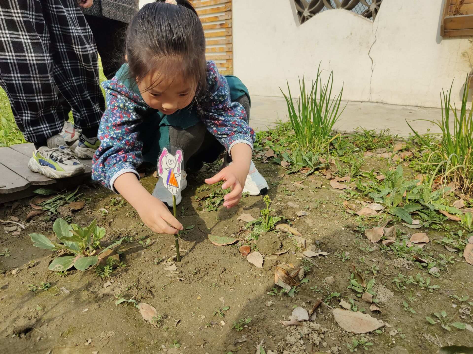 向日葵种植大全技术图解_向日葵种植技术要点_向日葵种植技术大全