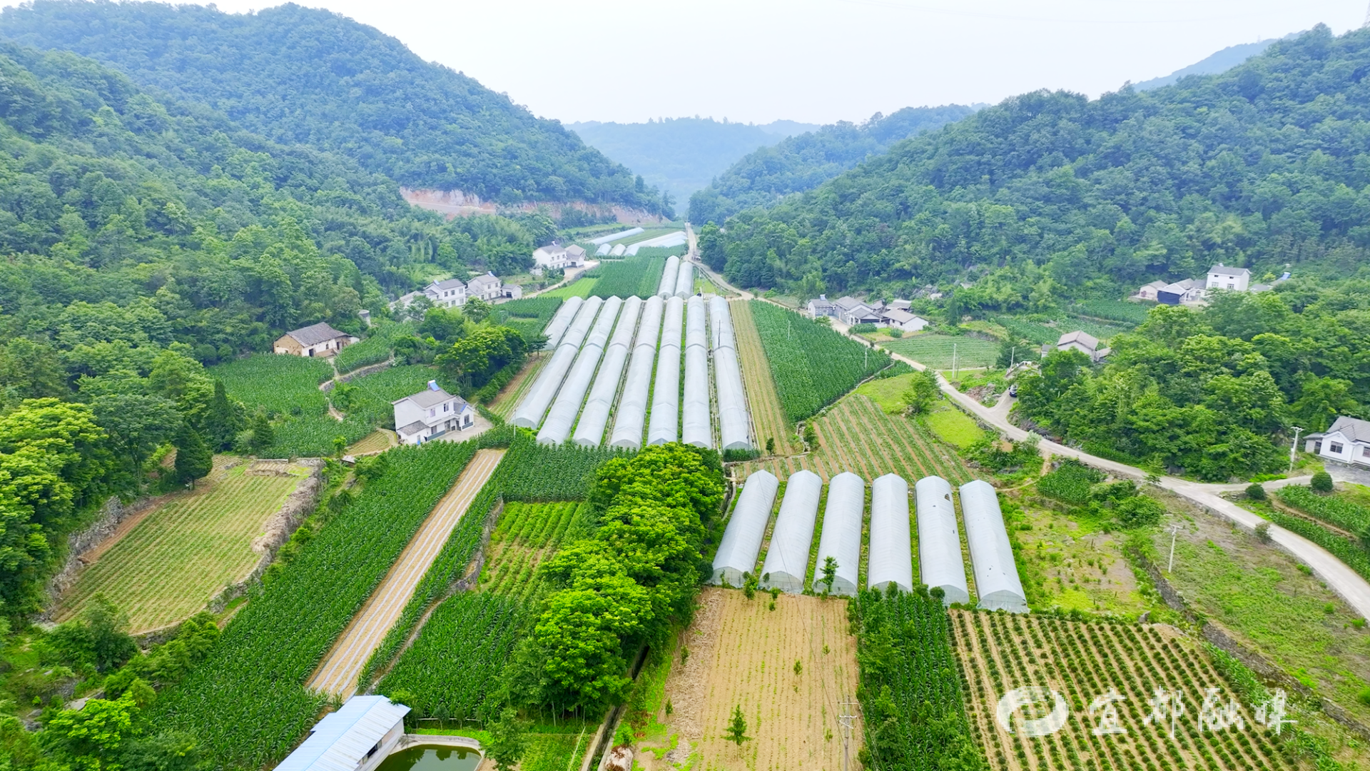 致富经种植茄子_致富茄子种植视频_茄子种植效益